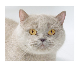 Британский котик шоколадного серебристого мраморного окраса Shaman f. Softcat