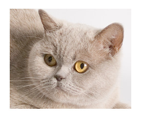 Британский котик шоколадного серебристого мраморного окраса Shaman f. Softcat