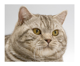 Британская кошка шоколадного серебристого затушеванного окраса MystiCat's Nexia