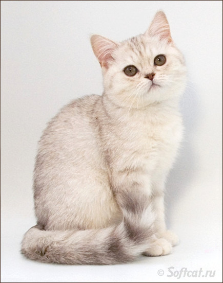Британская кошка лилового окраса Minx c. SOFT SHINE